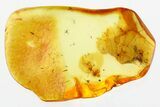 Detailed Fossil Gall Midge and Ant-Loving Beetle in Baltic Amber #278715-1